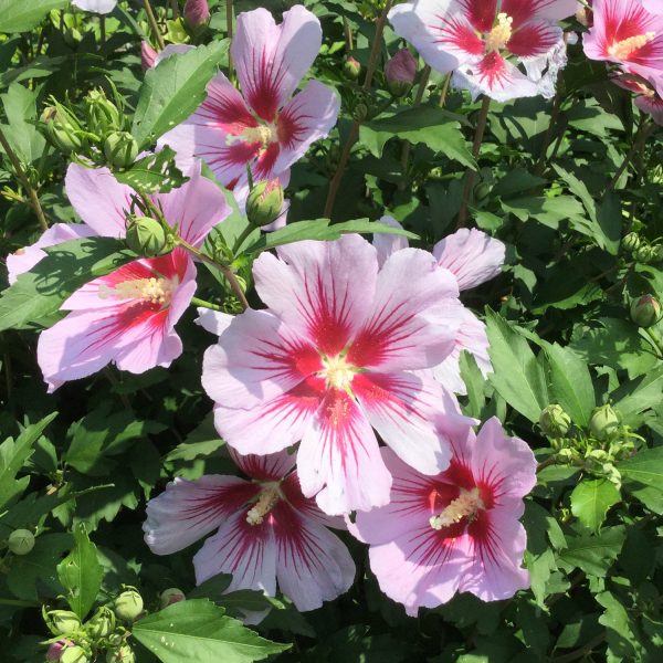 HIBISCUS ORCHID SATIN ROSE OF SHARON