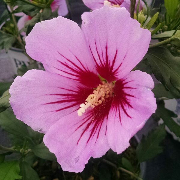 HIBISCUS ORCHID SATIN ROSE OF SHARON