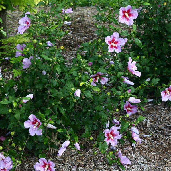 HIBISCUS ORCHID SATIN ROSE OF SHARON