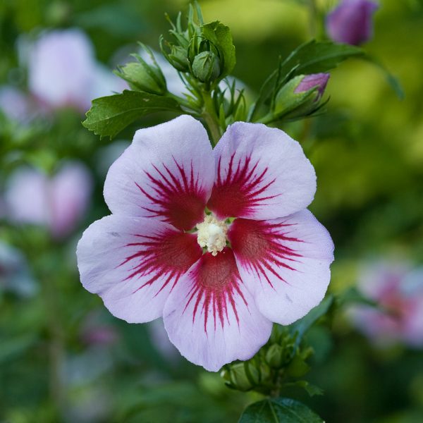 HIBISCUS ORCHID SATIN ROSE OF SHARON