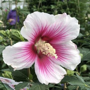 HIBISCUS PARAPLU PINK INK ROSE OF SHARON