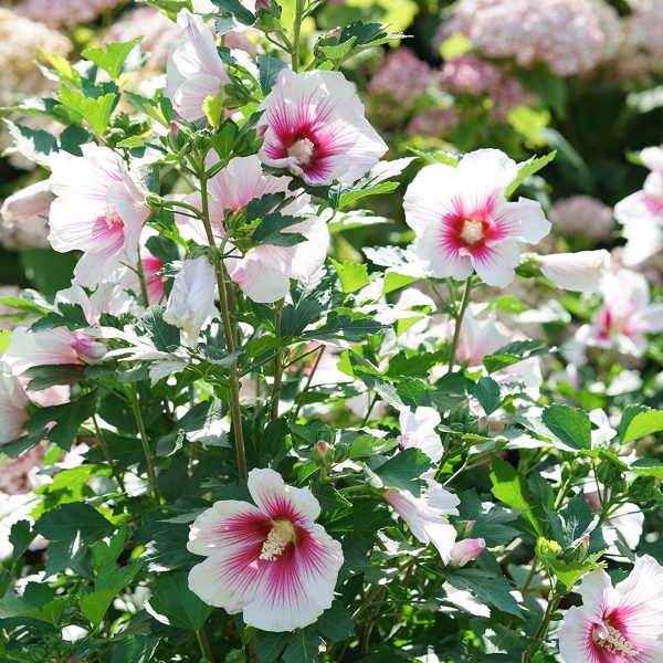 HIBISCUS PARAPLU PINK INK ROSE OF SHARON