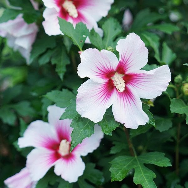 HIBISCUS PARAPLU PINK INK ROSE OF SHARON