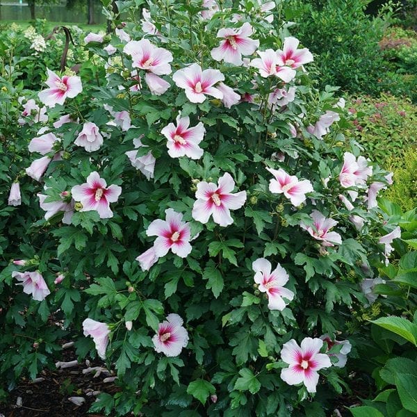 HIBISCUS PARAPLU PINK INK ROSE OF SHARON