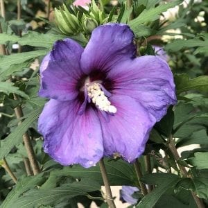 HIBISCUS PARAPLU VIOLET ROSE OF SHARON