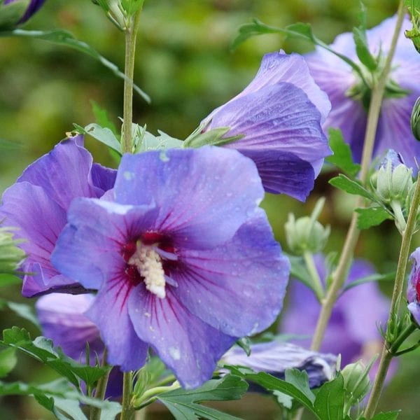 HIBISCUS PARAPLU VIOLET ROSE OF SHARON