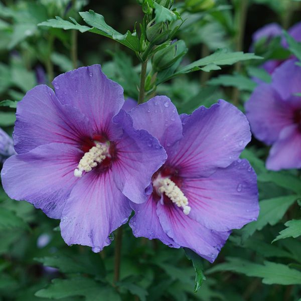 HIBISCUS PARAPLU VIOLET ROSE OF SHARON