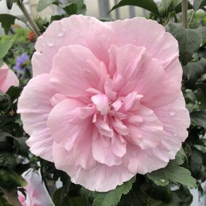 HIBISCUS PINK CHIFFON ROSE OF SHARON