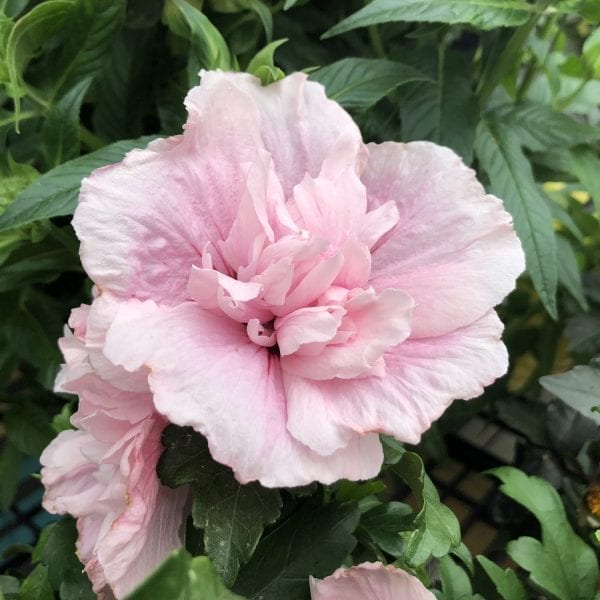 HIBISCUS PINK CHIFFON ROSE OF SHARON