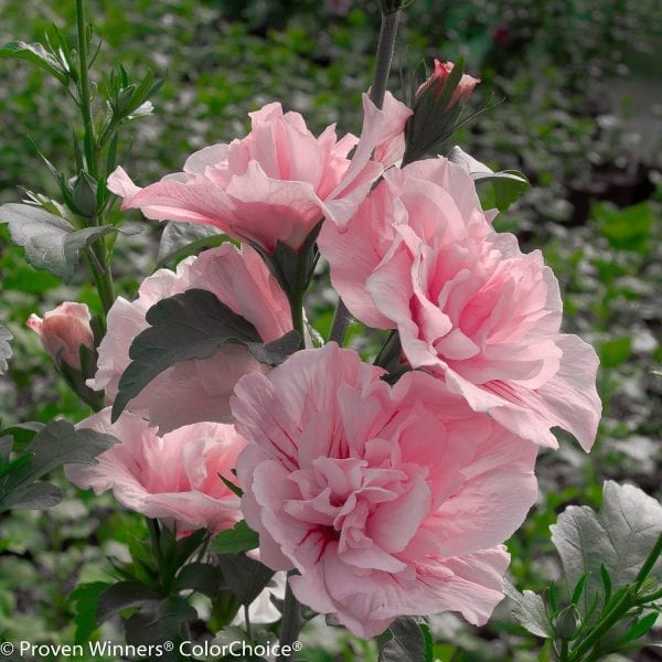 HIBISCUS PINK CHIFFON ROSE OF SHARON