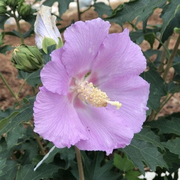 HIBISCUS POLLYPETITE ROSE OF SHARON