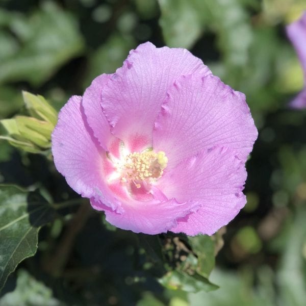 HIBISCUS POLLYPETITE ROSE OF SHARON