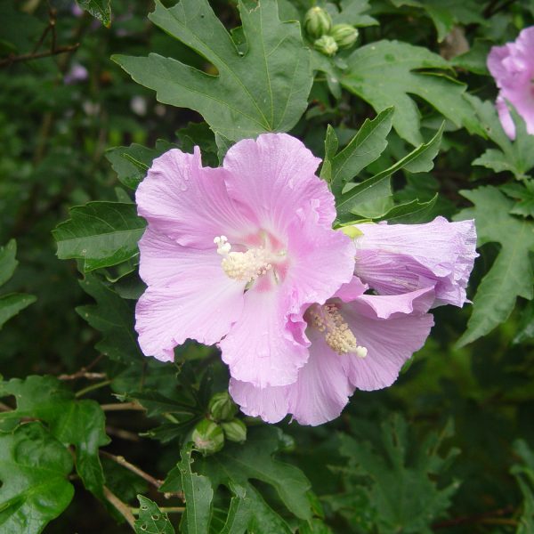 HIBISCUS POLLYPETITE ROSE OF SHARON