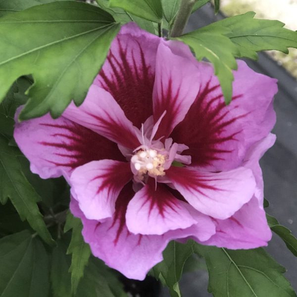 HIBISCUS PURPLE PILLAR ROSE OF SHARON