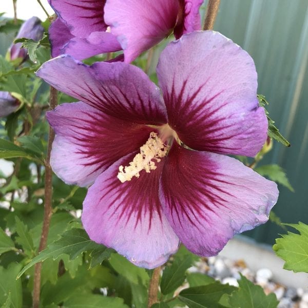 HIBISCUS PURPLE PILLAR ROSE OF SHARON