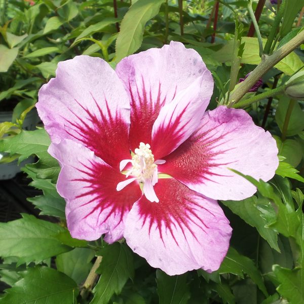 HIBISCUS PURPLE PILLAR ROSE OF SHARON