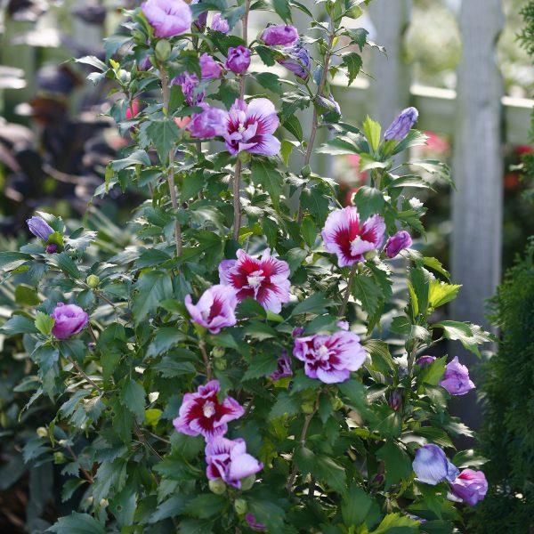 HIBISCUS PURPLE PILLAR ROSE OF SHARON