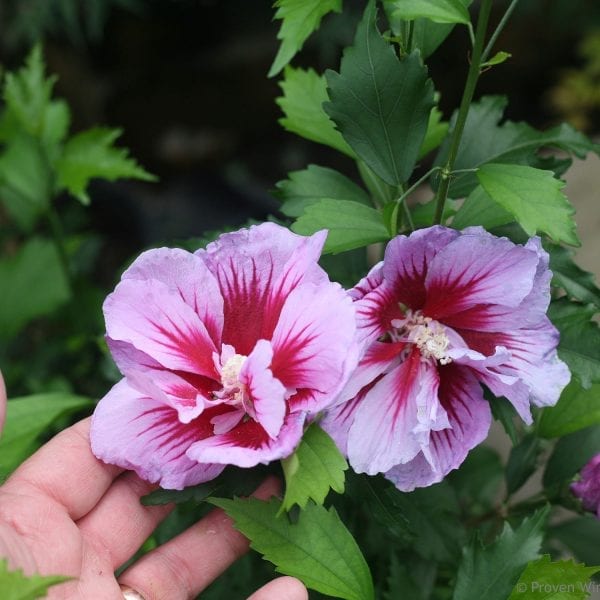 HIBISCUS PURPLE PILLAR ROSE OF SHARON