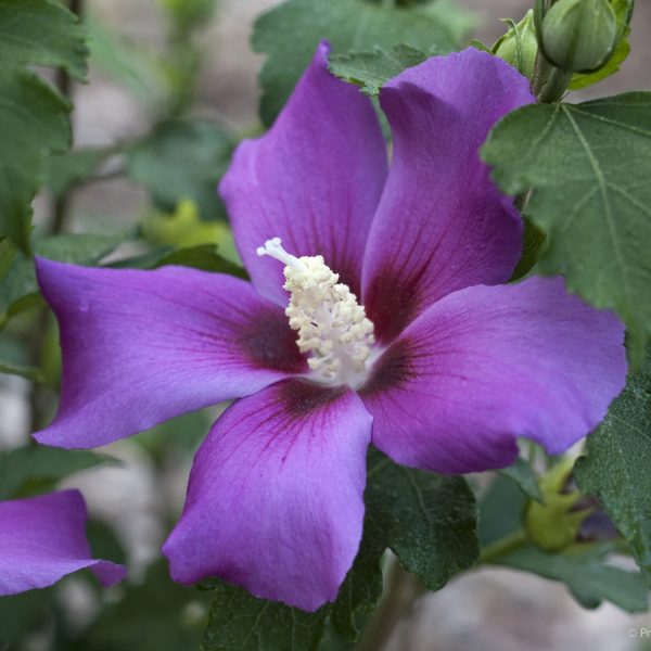 HIBISCUS PURPLE ROSE OF SHARON