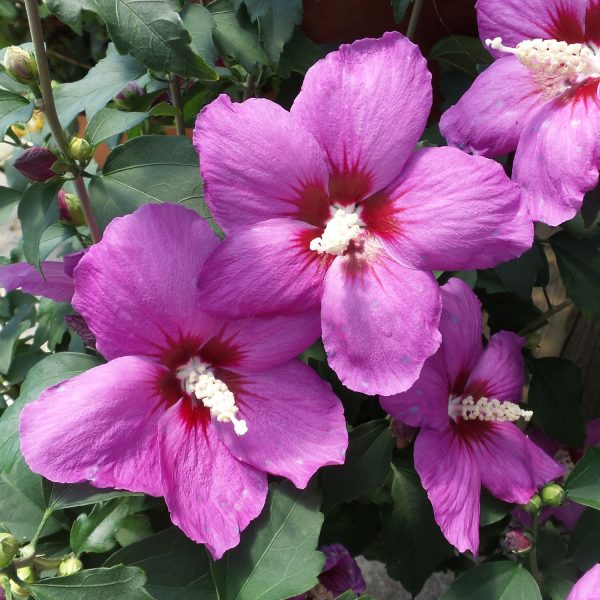 HIBISCUS PURPLE SATIN ROSE OF SHARON