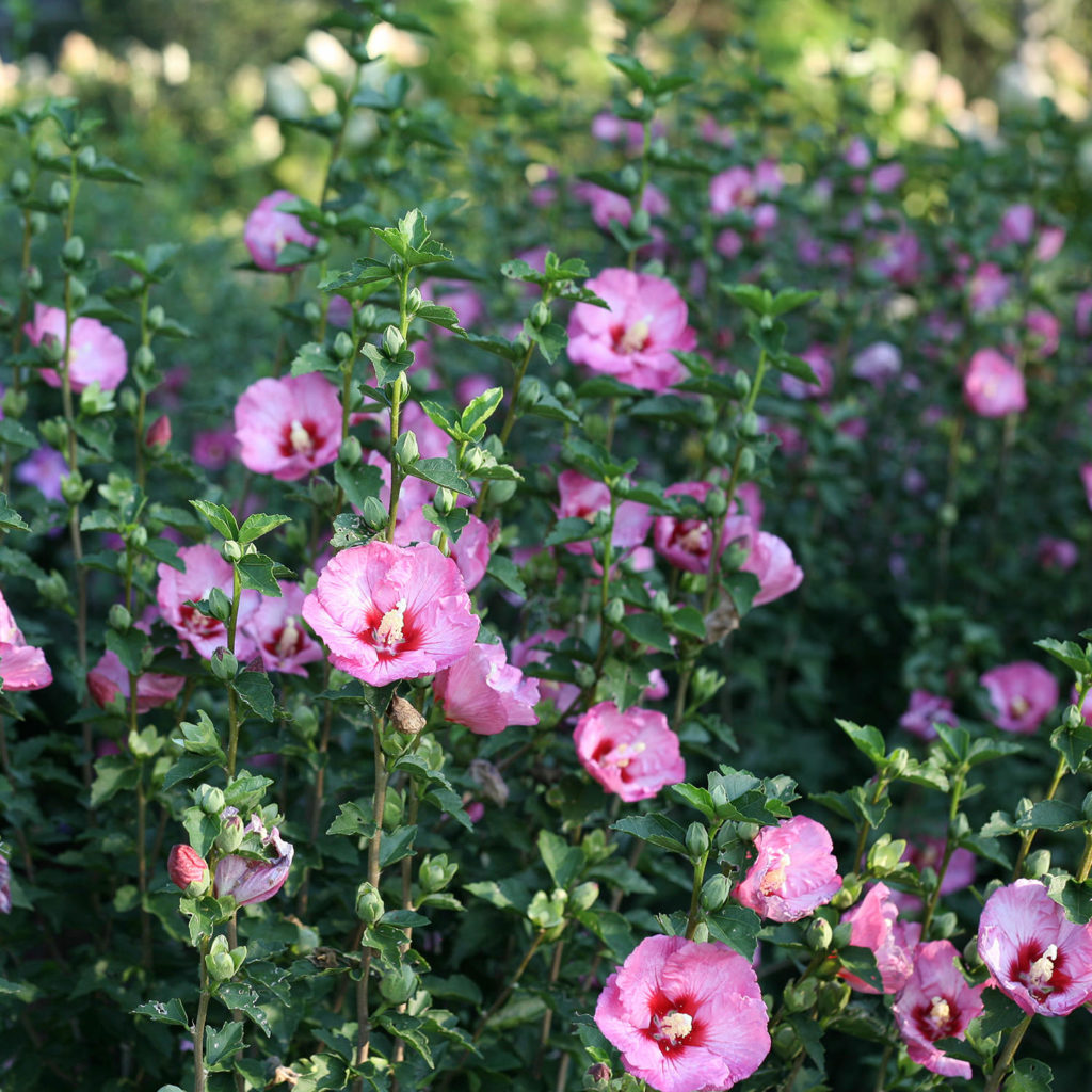 HIBISCUS RUFFLED SATIN ROSE OF SHARON