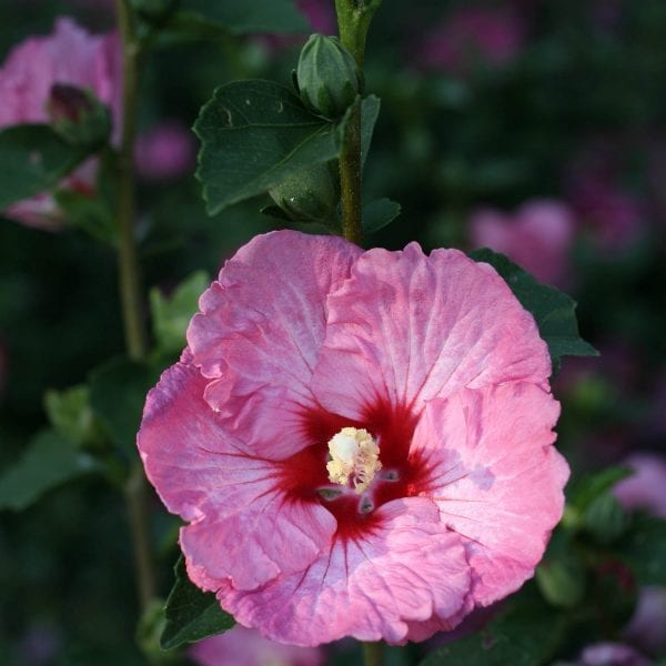 HIBISCUS RUFFLED SATIN ROSE OF SHARON