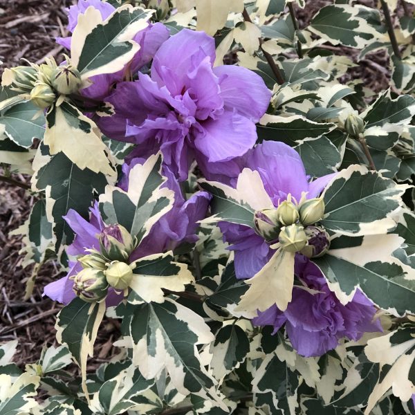 HIBISCUS SUGAR TIP GOLD ROSE OF SHARON