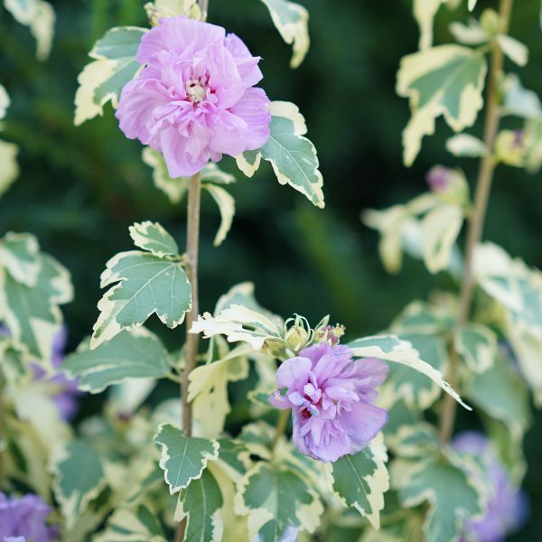 HIBISCUS SUGAR TIP GOLD ROSE OF SHARON