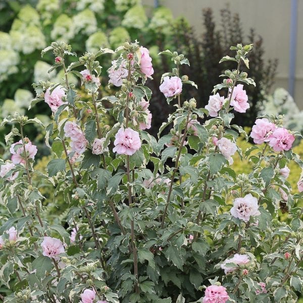 HIBISCUS SUGAR TIP GOLD ROSE OF SHARON