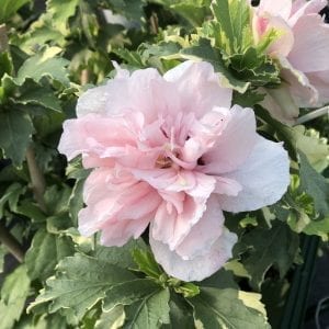 HIBISCUS SUGAR TIP ROSE OF SHARON