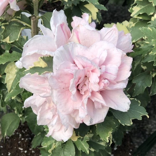 HIBISCUS SUGAR TIP ROSE OF SHARON