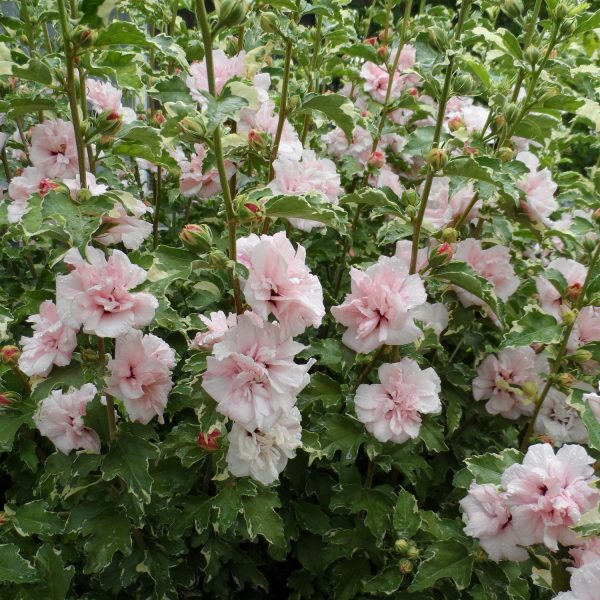 HIBISCUS SUGAR TIP ROSE OF SHARON