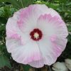 HIBISCUS SUMMERIFIC BALLET SLIPPERS ROSE MALLOW
