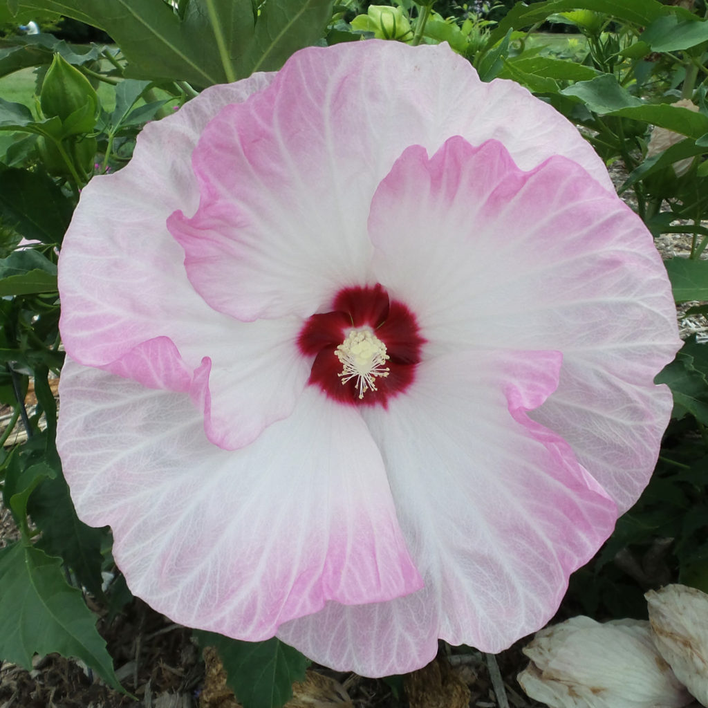 HIBISCUS SUMMERIFIC BALLET SLIPPERS ROSE MALLOW