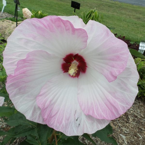 HIBISCUS SUMMERIFIC BALLET SLIPPERS ROSE MALLOW