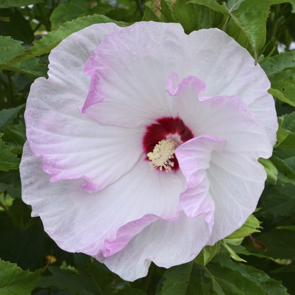 HIBISCUS SUMMERIFIC BALLET SLIPPERS ROSE MALLOW