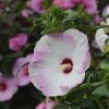 HIBISCUS SUMMERIFIC BALLET SLIPPERS ROSE MALLOW