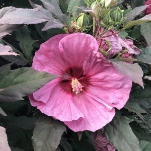 HIBISCUS SUMMERIFIC BERRY AWESOME ROSE MALLOW