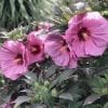 HIBISCUS SUMMERIFIC BERRY AWESOME ROSE MALLOW