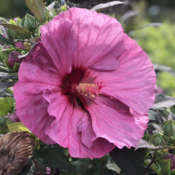 HIBISCUS SUMMERIFIC BERRY AWESOME ROSE MALLOW