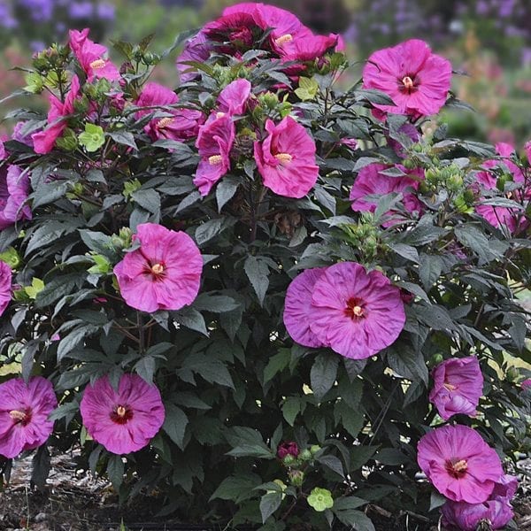 HIBISCUS SUMMERIFIC BERRY AWESOME ROSE MALLOW