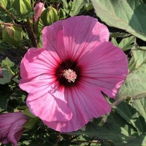 HIBISCUS SUMMERIFIC CANDY CRUSH ROSE MALLOW