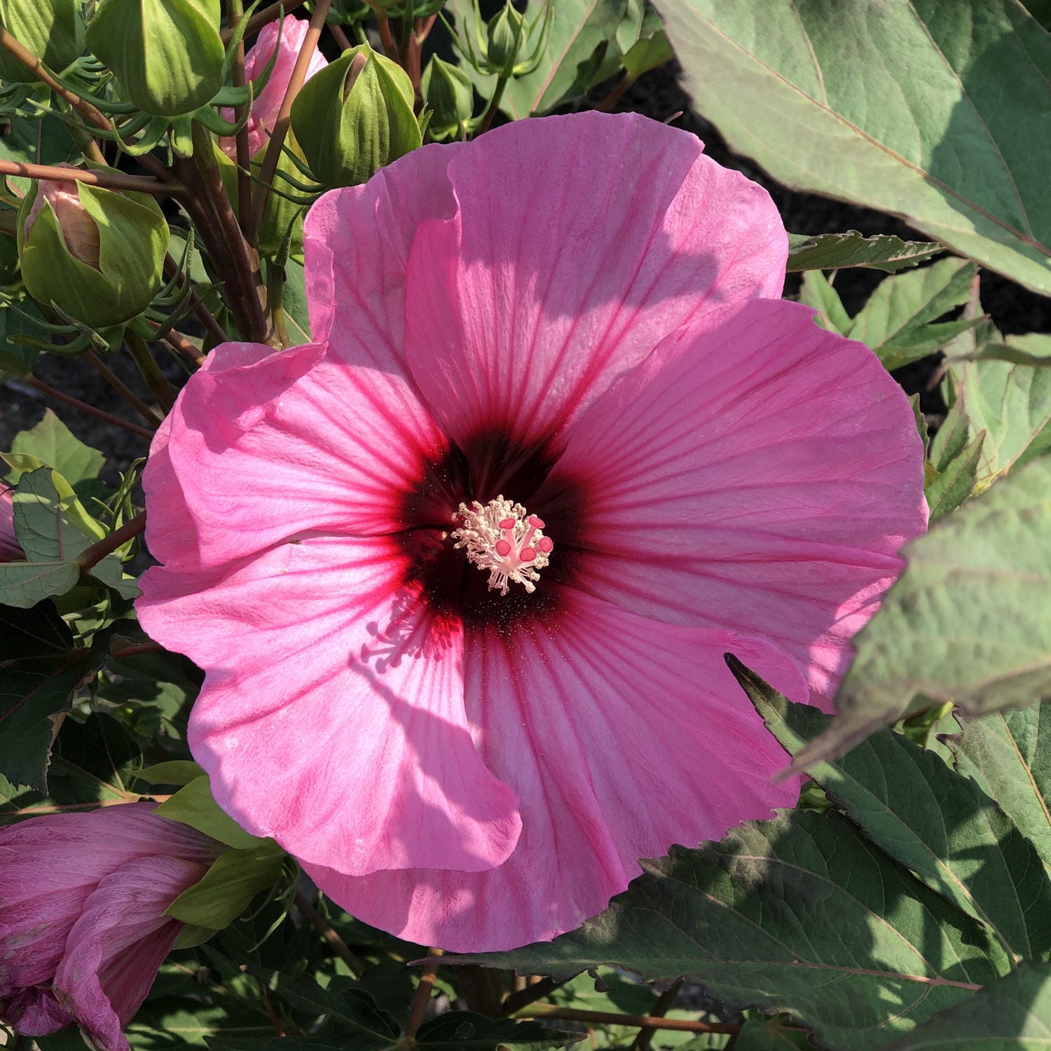 SUMMERIFIC® 'Candy Crush' Hibiscus - Garden Crossings