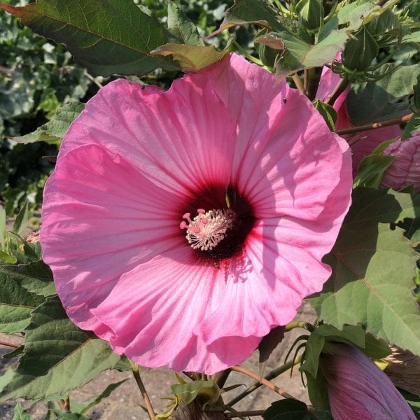 HIBISCUS SUMMERIFIC CANDY CRUSH ROSE MALLOW