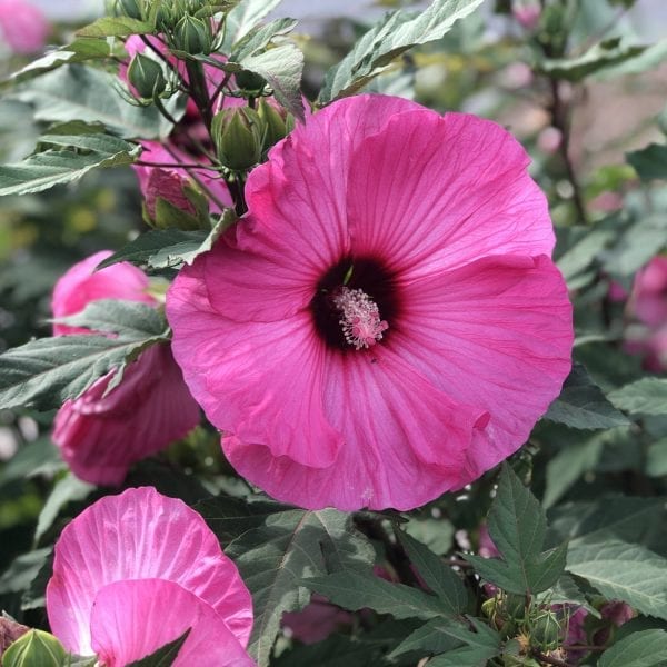 HIBISCUS SUMMERIFIC CANDY CRUSH ROSE MALLOW