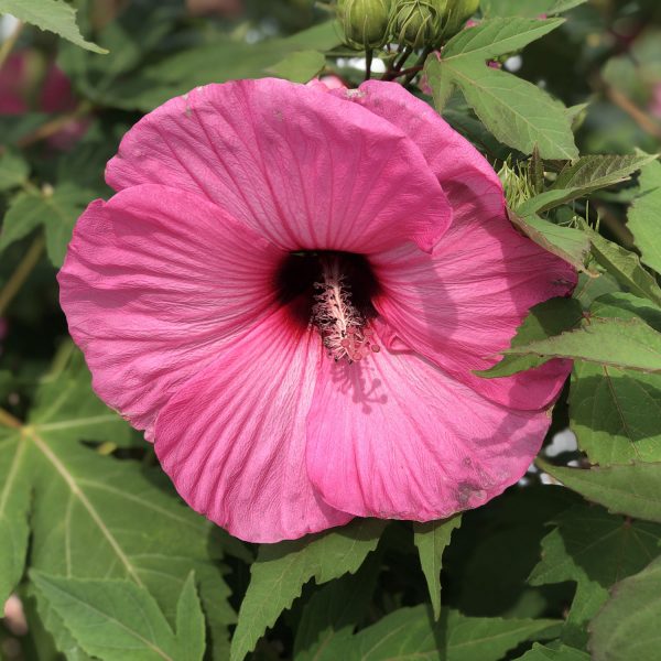 HIBISCUS SUMMERIFIC CANDY CRUSH ROSE MALLOW