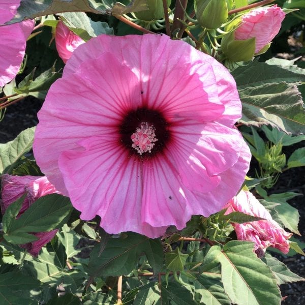 HIBISCUS SUMMERIFIC CANDY CRUSH ROSE MALLOW