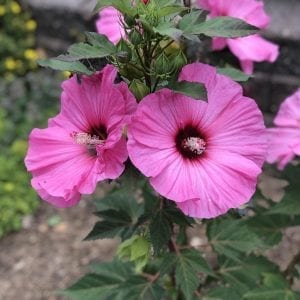 Rose Mallow - Hardy Hibiscus