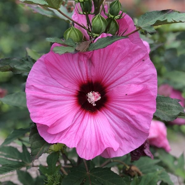 HIBISCUS SUMMERIFIC CANDY CRUSH ROSE MALLOW