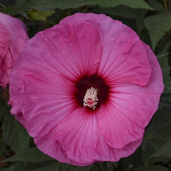 HIBISCUS SUMMERIFIC CANDY CRUSH ROSE MALLOW